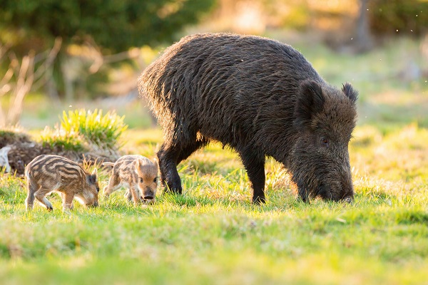 Wildschweinmama und 2 Ferkel