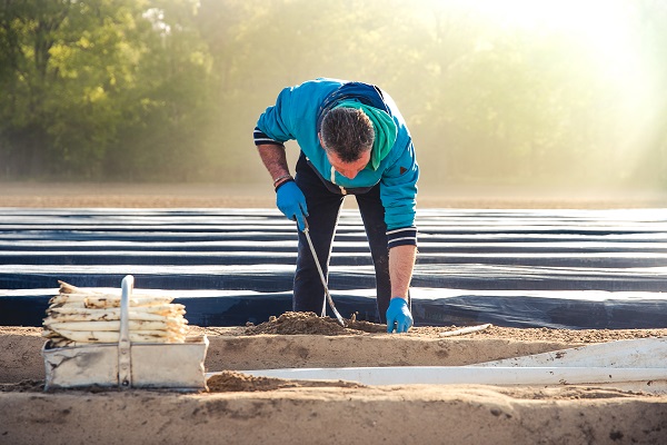 Arbeiten auf den Spargelfeldern in der Gemeinde Roerdalen