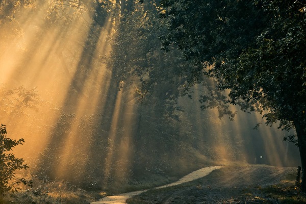Zonnestralen schijnen tussen de bomen in een rustig bos, met een slingerend wandelpad op de voorgrond.