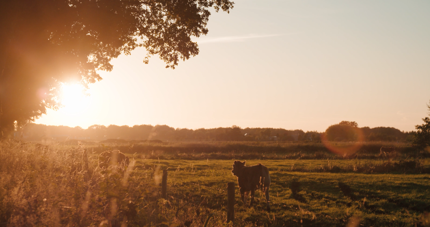 Koeien in de wei bij een opkomende zon in de zomer in Hart van Limburg