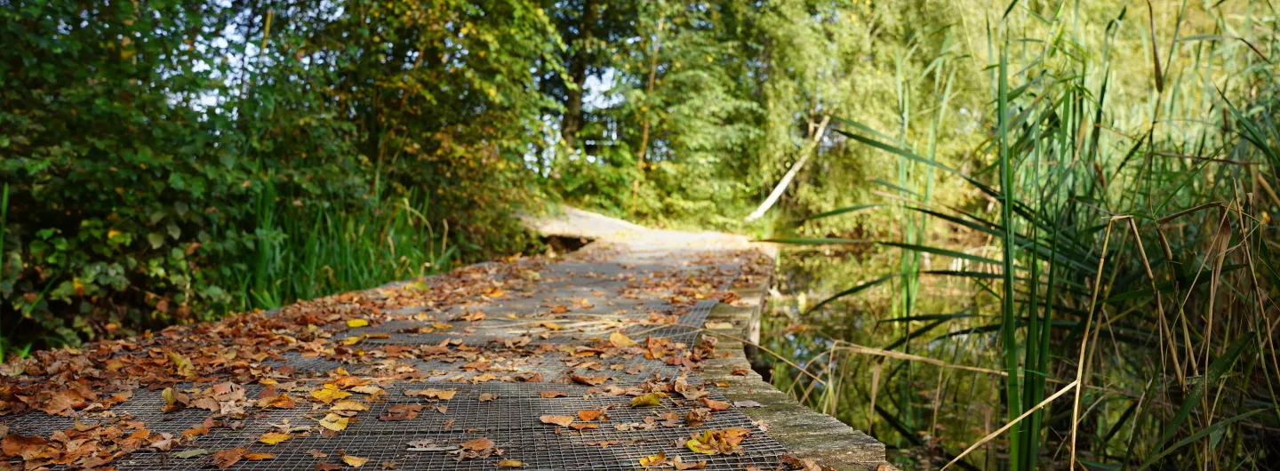 Vlonderpad in natuurgebied Sarsven en de Banen