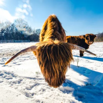 Waar je de natuur nog puur beleeft 