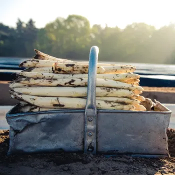 Kist met verse asperges op het land in de ochtendzon.