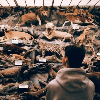 Jongeman kijkt naar de opgezette dieren in de zoölogische afdeling van het Missiemuseum in Steyl